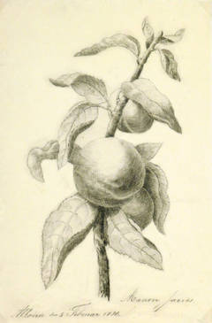 Vintage French Drawing - Peaches