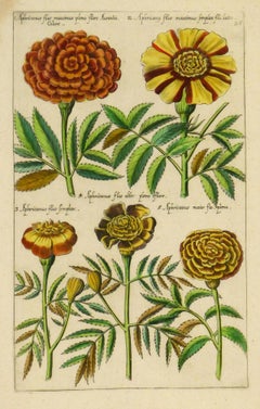 Early 17th Century - Flower Specimens