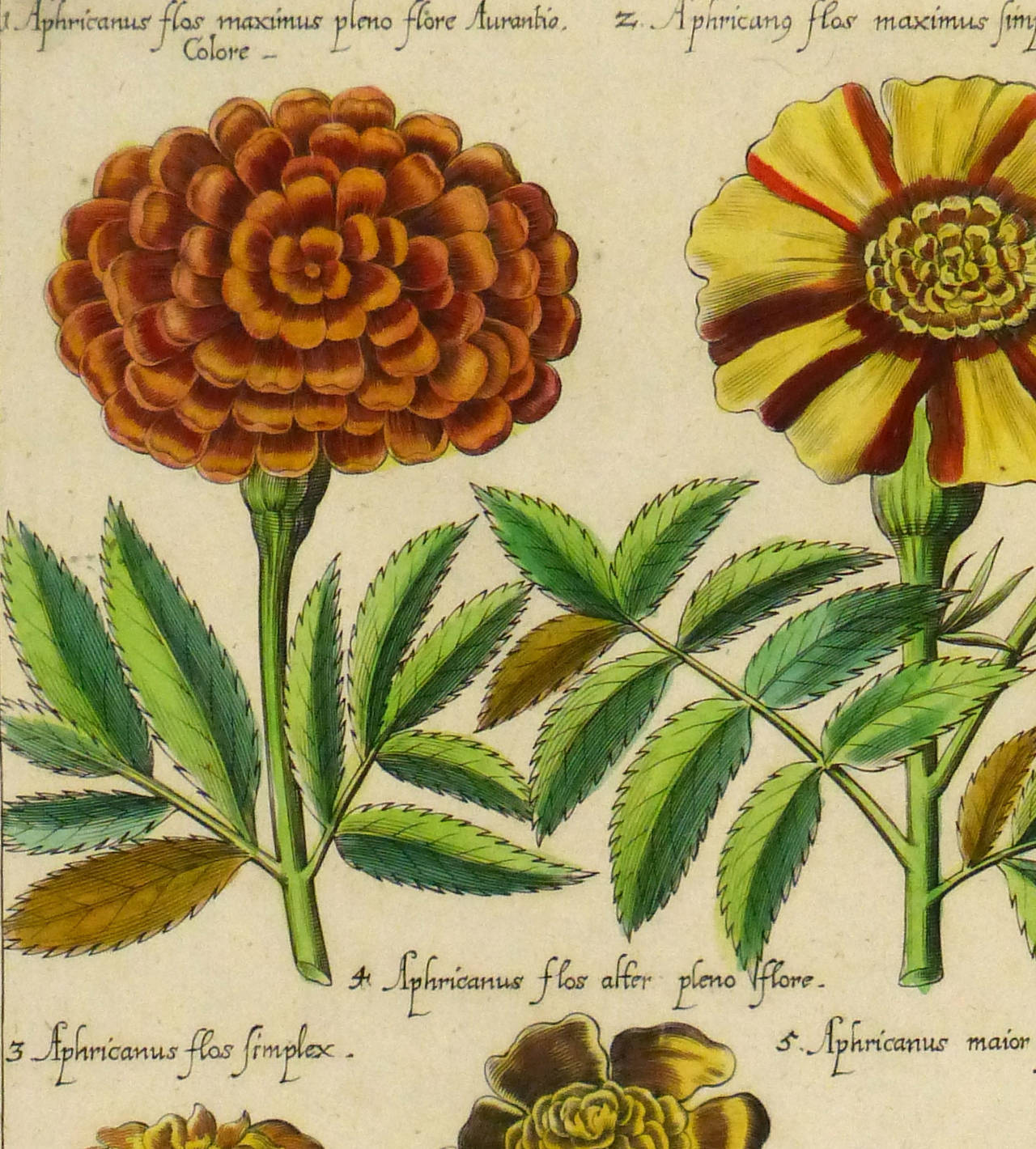 Early 17th Century - Flower Specimens - Print by Emanuel Sweert