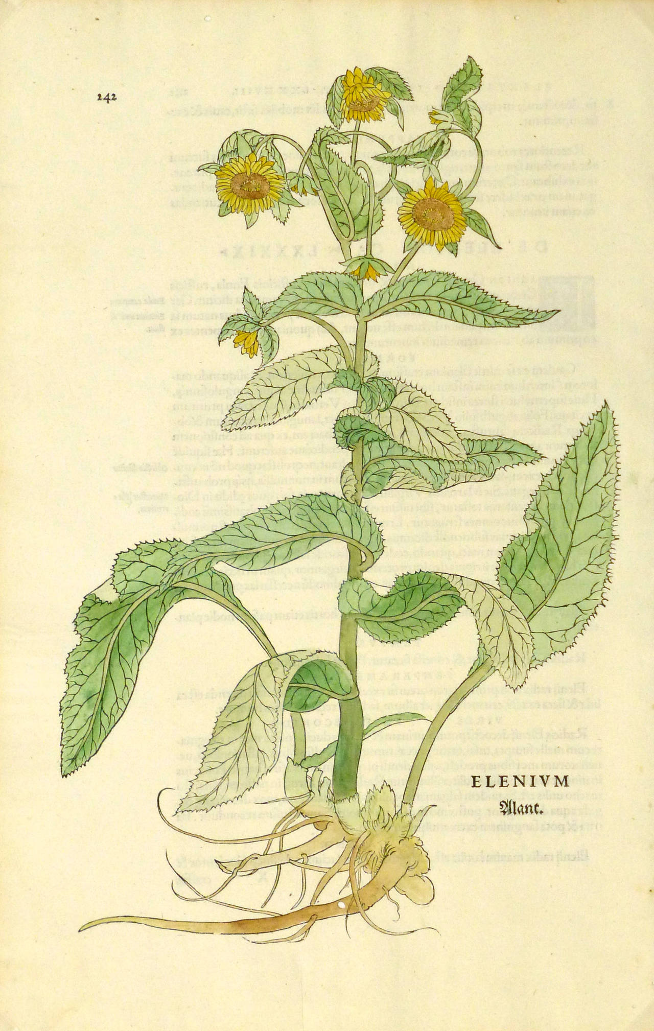 Leonart Fuchs Print - 16th Century - Sunflowers