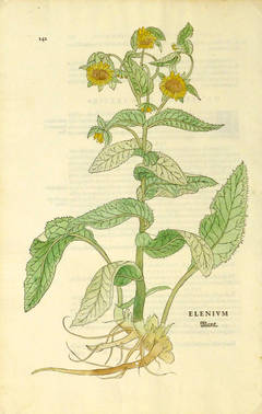 16th Century - Sunflowers
