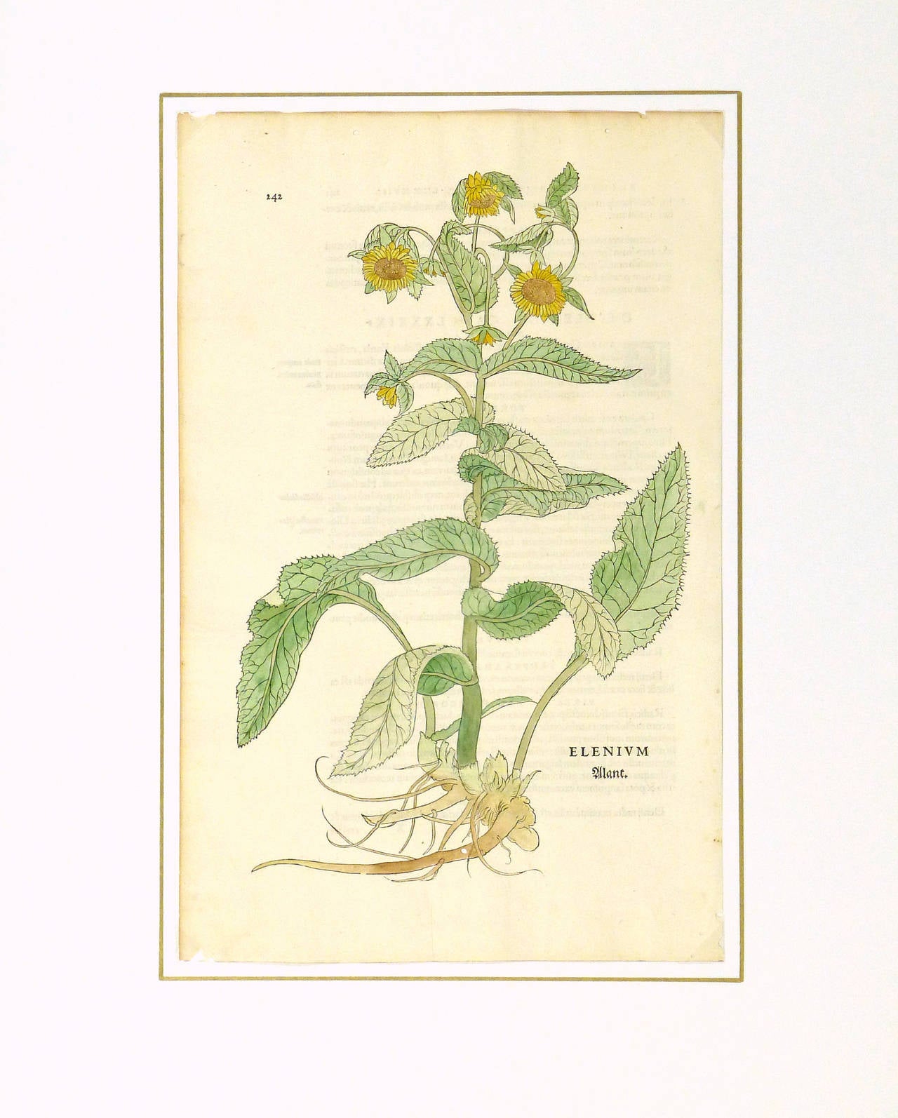 Amazing over 450 year old antique hand wood cut of a sunflower specimen by Leonart Fuchs (1501-1566), 1542. It is considered the first printed representation of the sunflower. Original hand color.

Original antique artwork on paper displayed on a