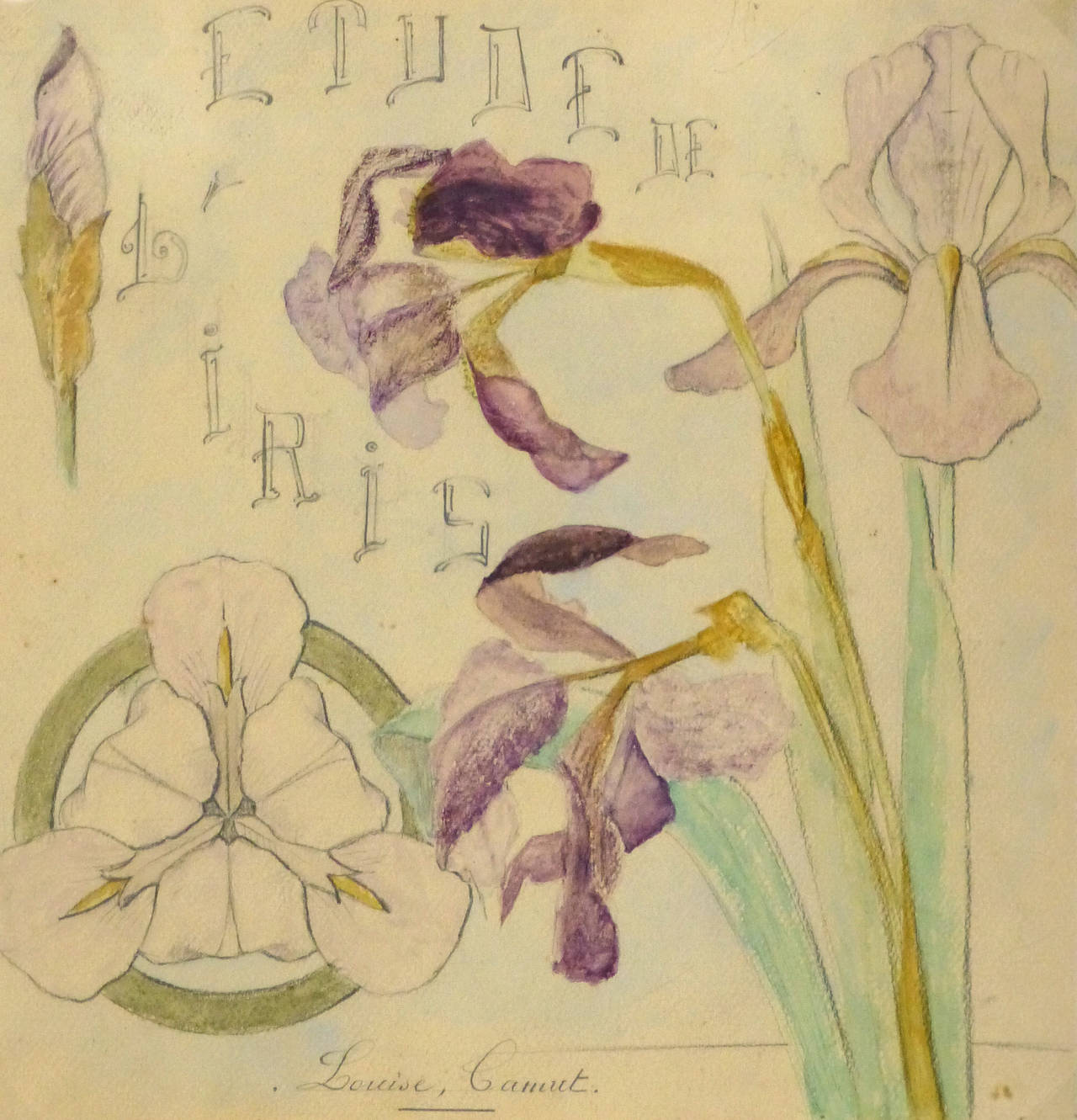 Louise Camut Still-Life - Antique French Pencil 
Watercolor - Study of Irises