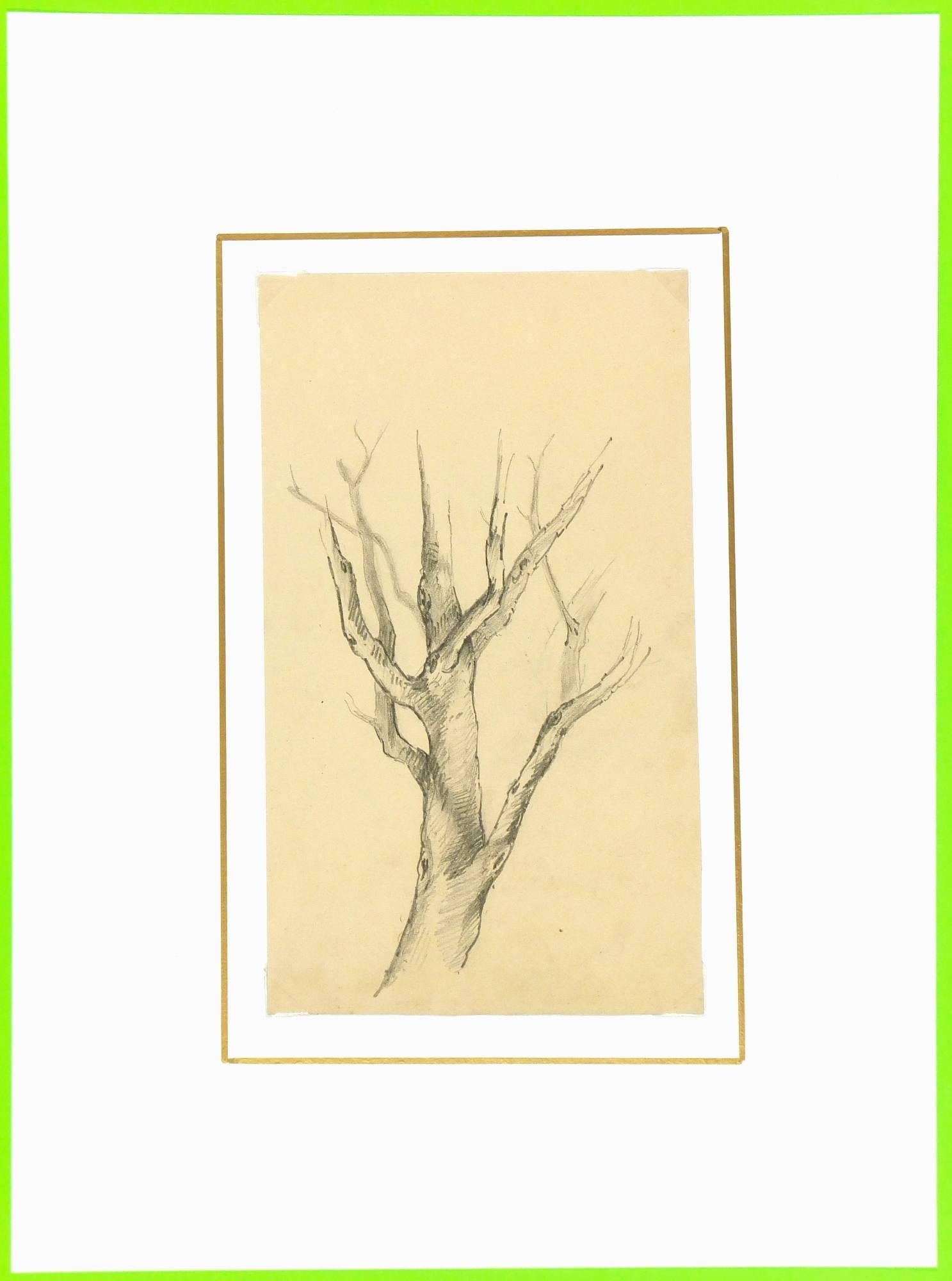 drawing trees with pencil
