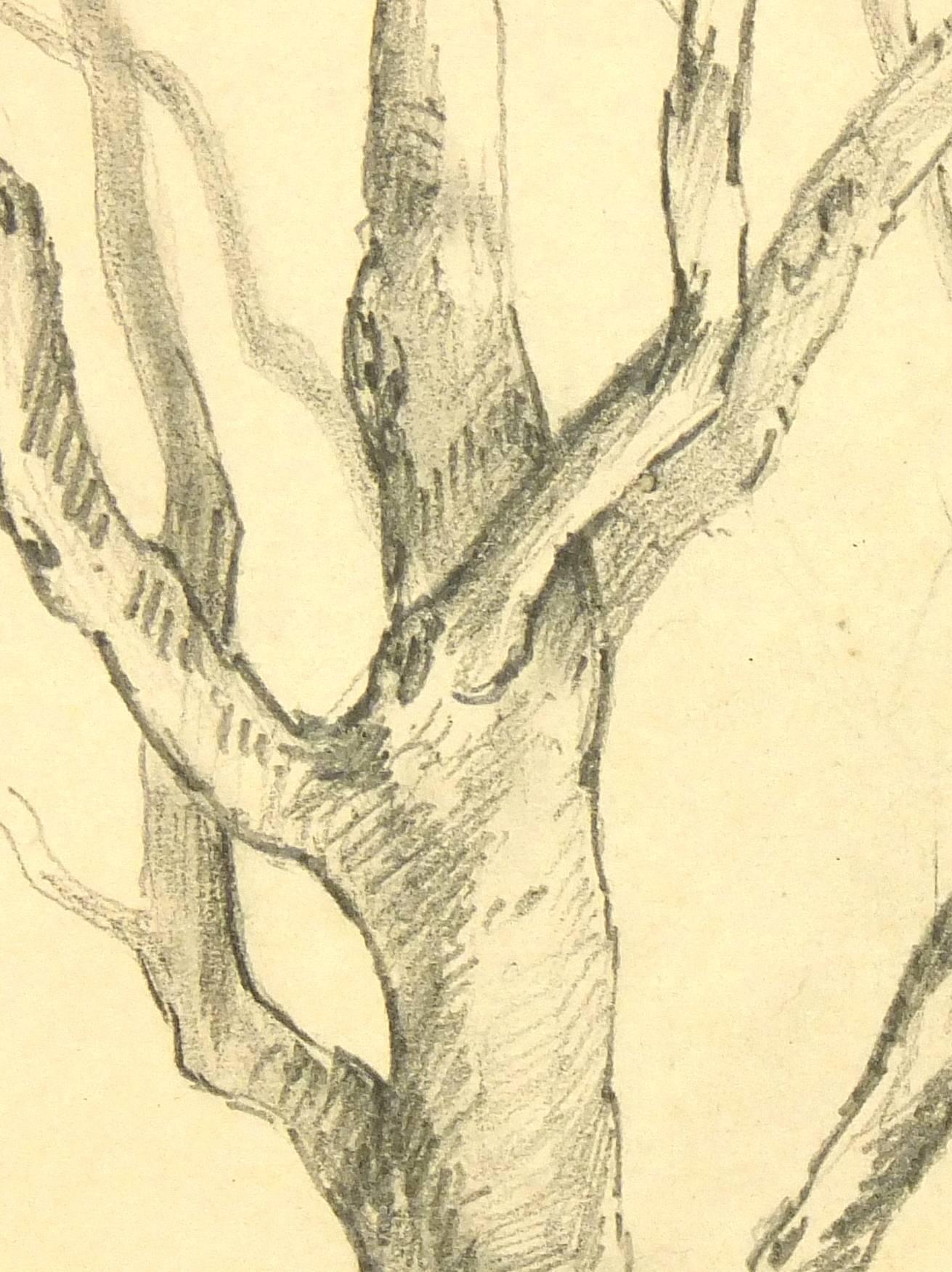 French Pencil Drawing of Tree - Art by Unknown