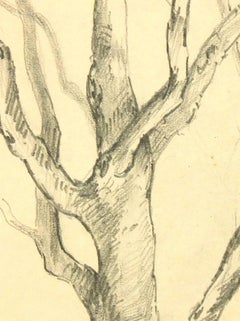 French Pencil Drawing of Tree