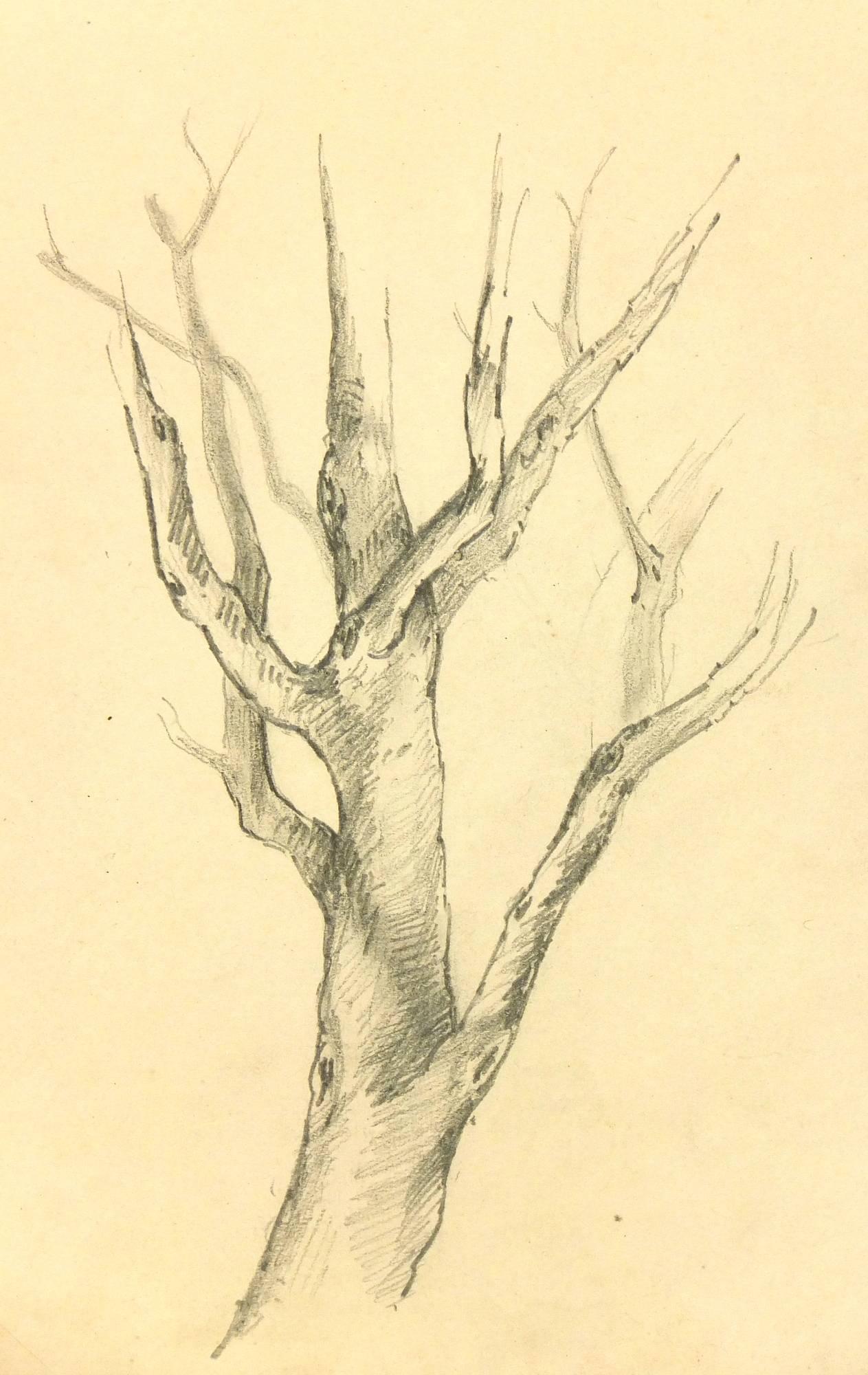 Unknown Landscape Art - French Pencil Drawing of Tree