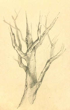 French Pencil Drawing of Tree