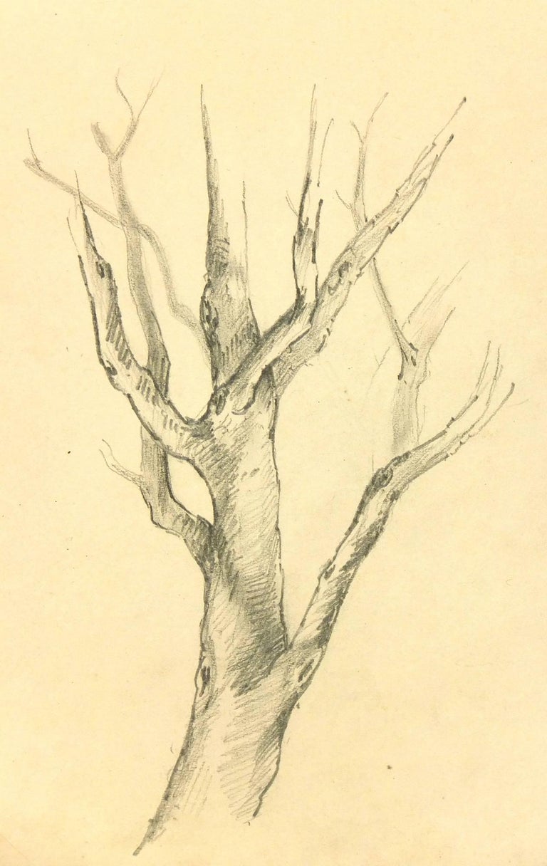 drawings of trees in pencil