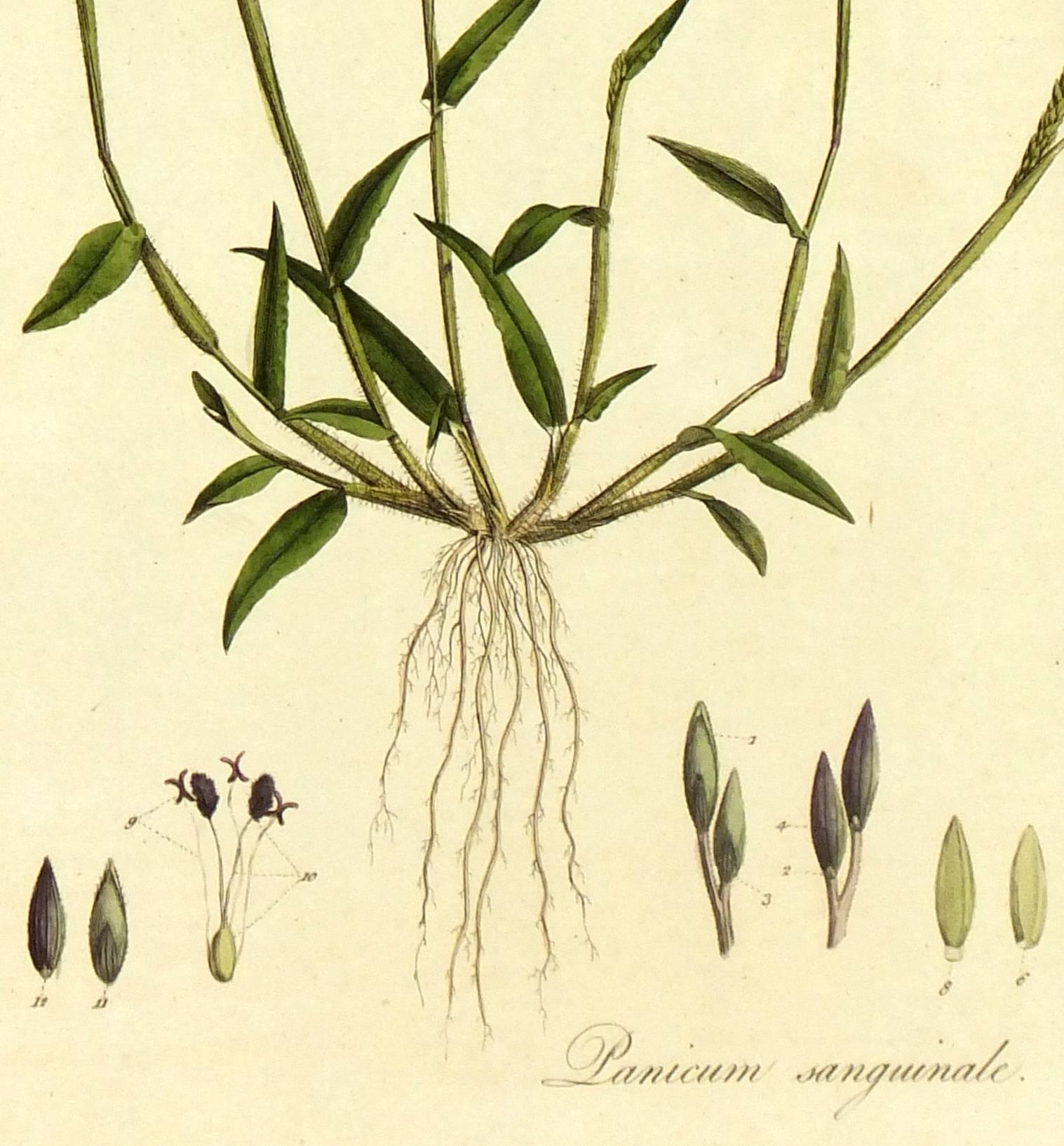 Panicum sanguinale, de « Flora Londinensis... » - Print de William Curtis