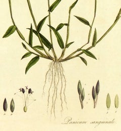 Panicum sanguinale, from "Flora Londinensis..."
