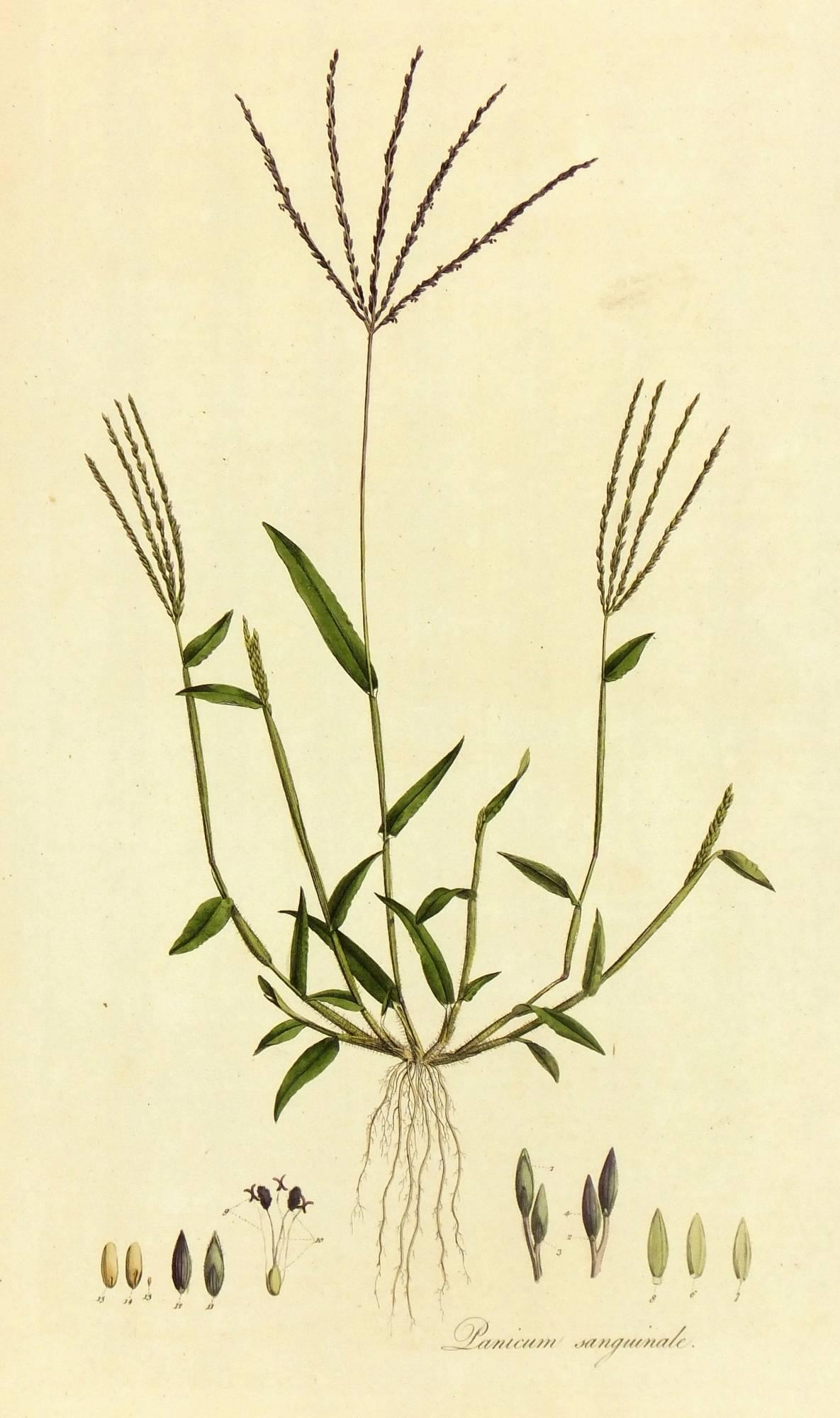 Still-Life Print William Curtis - Panicum sanguinale, de « Flora Londinensis... »