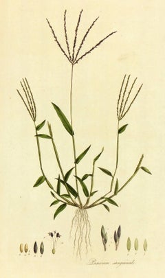 Panicum sanguinale, from "Flora Londinensis..."