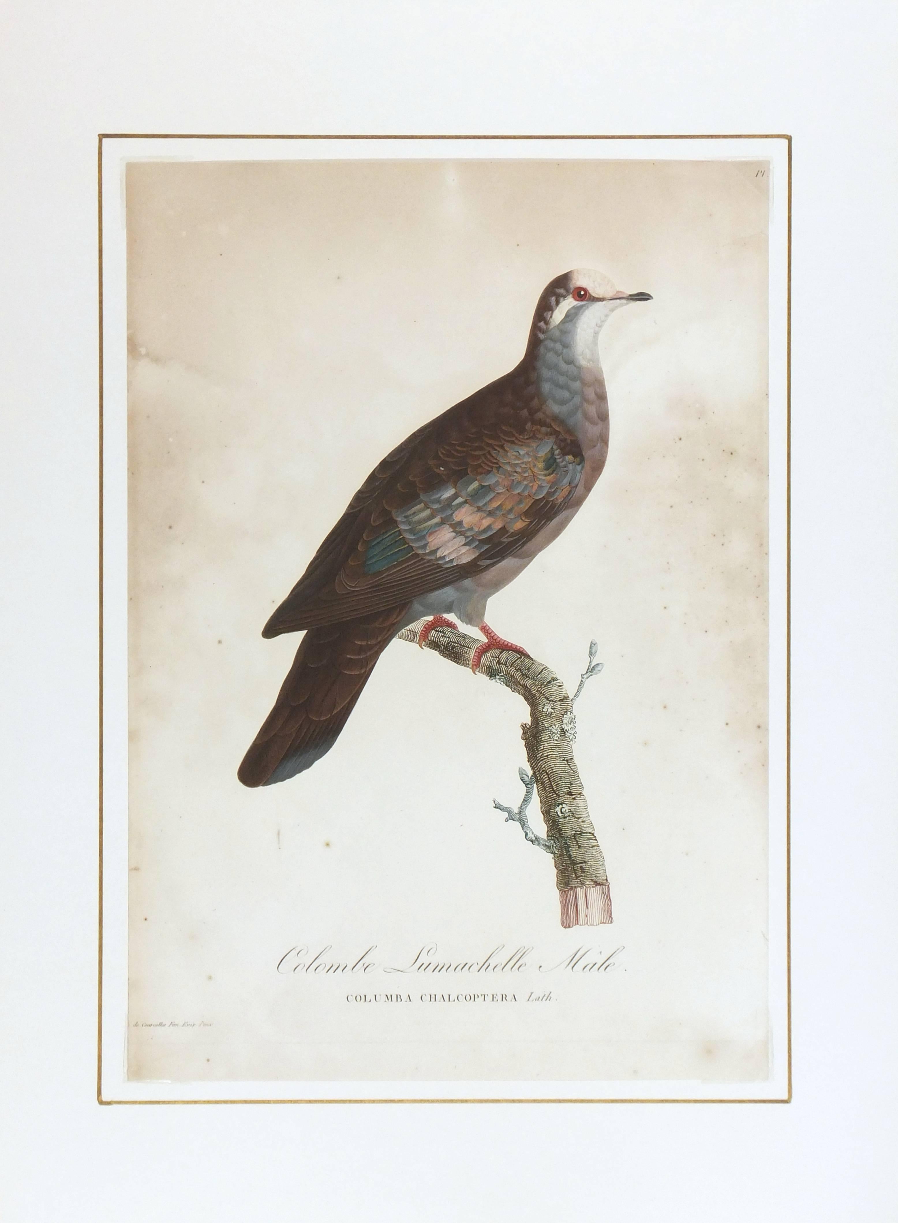 Hand-tinted aquatint etching of a male Lumachelle Pigeon from 