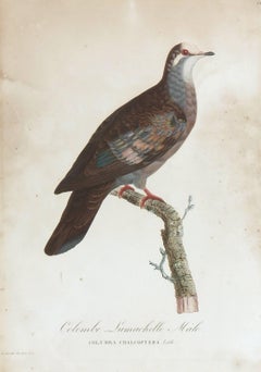 Antique French Aquatint - Temminick's Birds