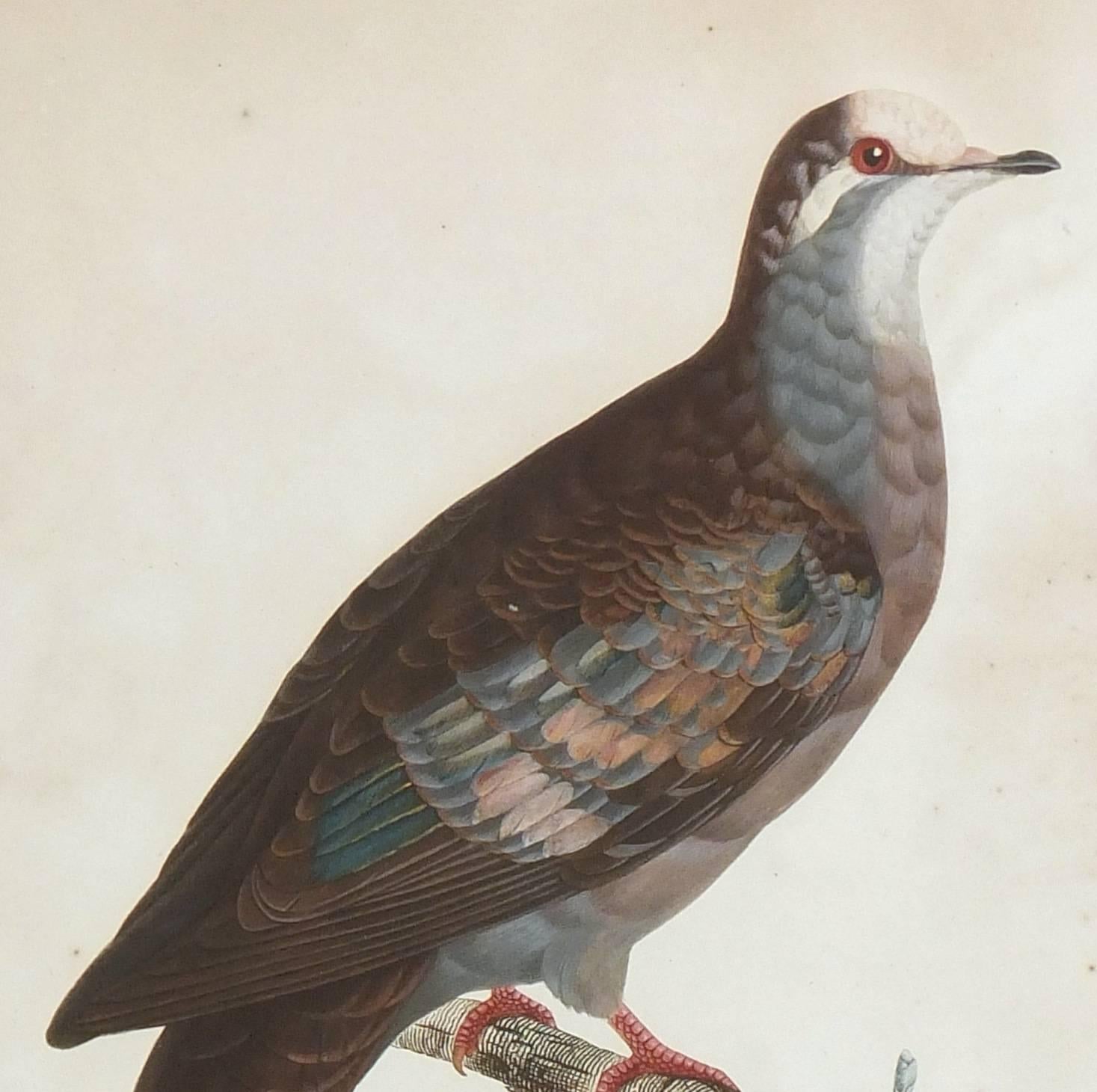 Vintage French Aquatint - Temminick's Birds - Print by Coenraad Jacob Temminick