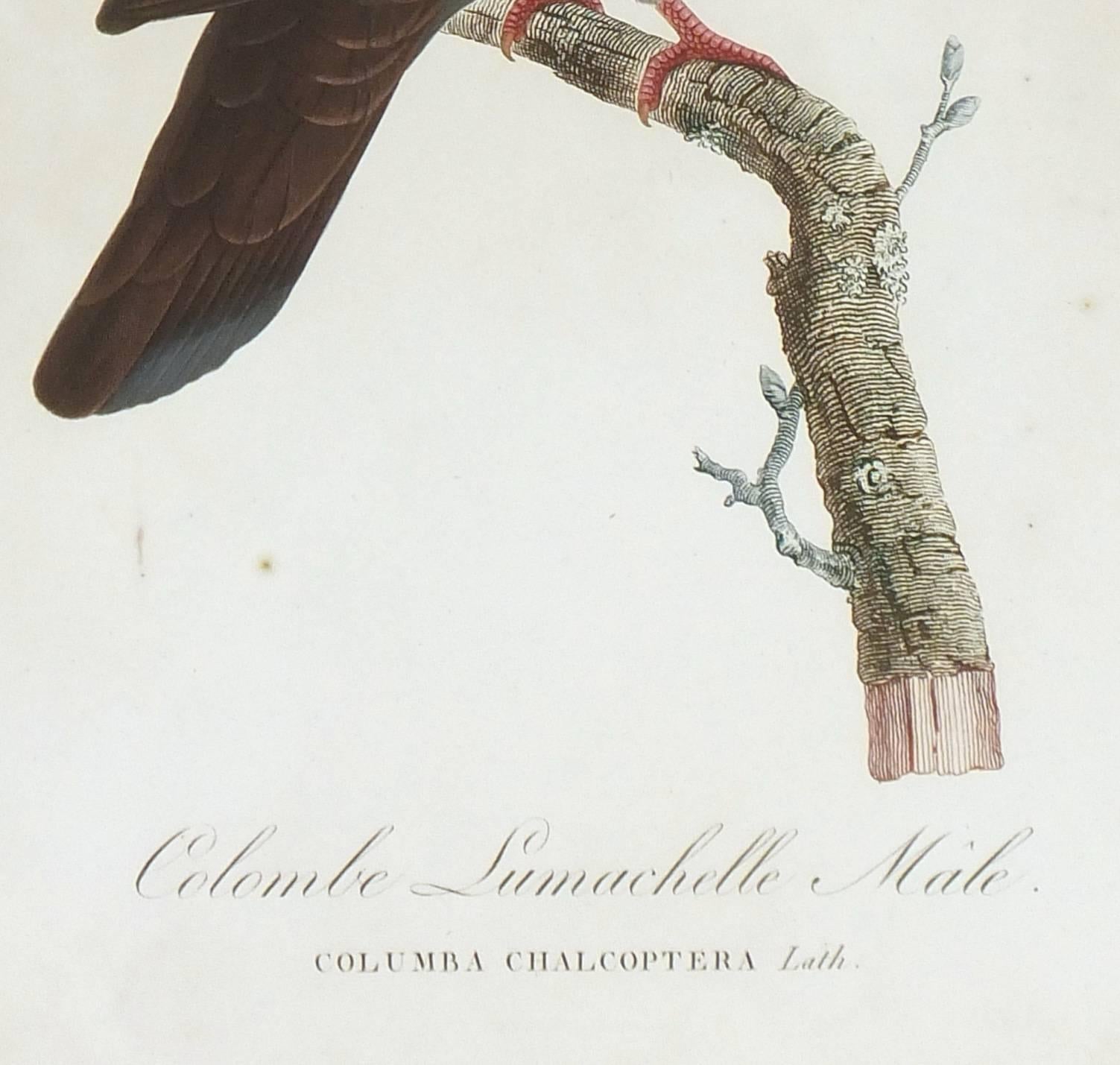 Vintage French Aquatint - Temminick's Birds - Beige Animal Print by Coenraad Jacob Temminick