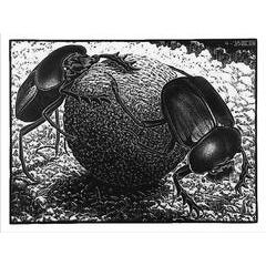 Scarabs 8