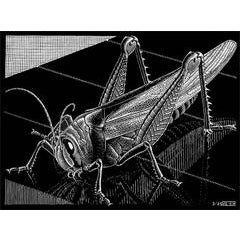 Grasshopper 4