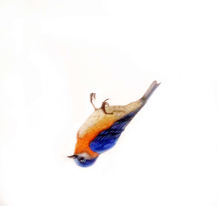Agustin Sirai Animal Painting - Pajaro azul (Blue Bird)