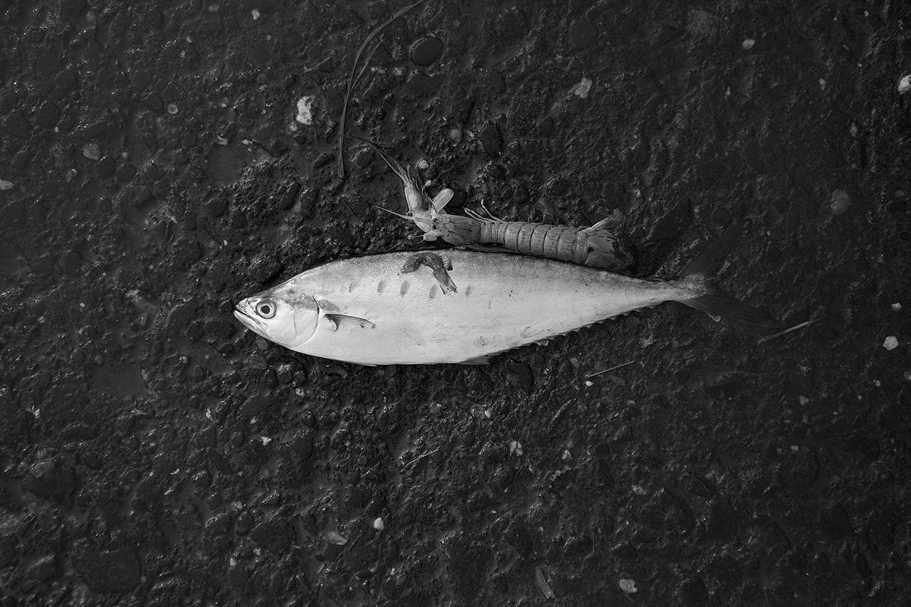 Brian Pearson Black and White Photograph - Fish With Prawn