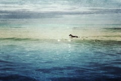 Zeb dans la mer 