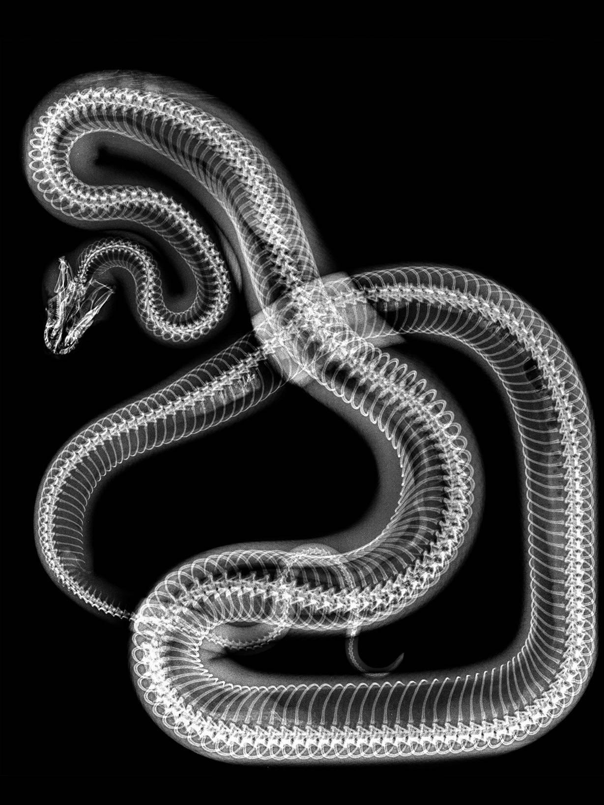 Steve Miller Black and White Photograph - Snake