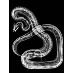 Snake 7