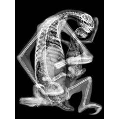 Sloth Pieta 8