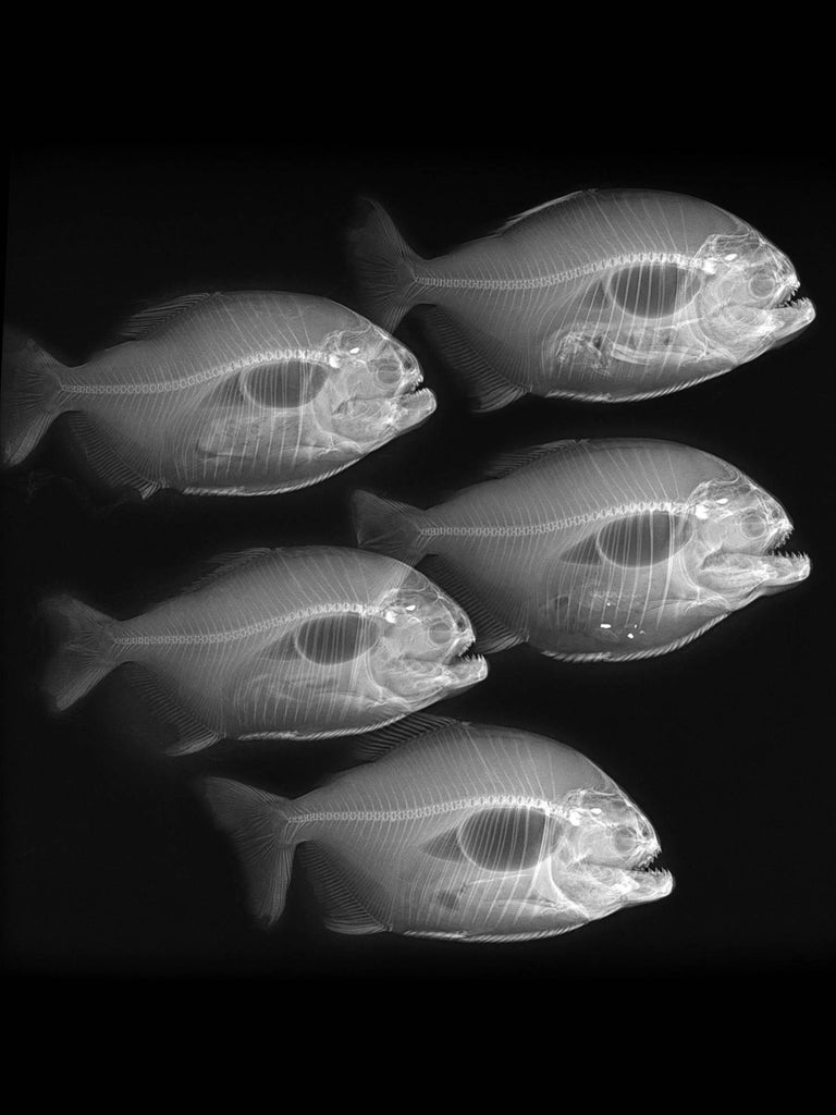 Steve Miller River Raptors For Sale at 1stDibs