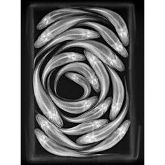 Fish Circle 6