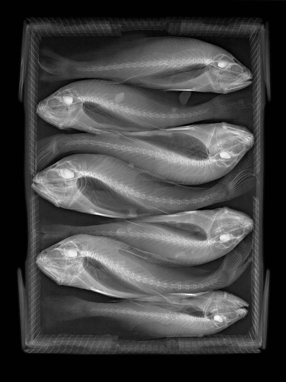Steve Miller Black and White Photograph - Fish Box