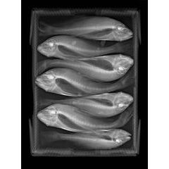 Fish Box 9