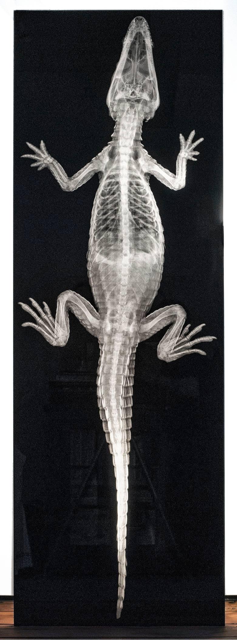 Steve Miller Still-Life Photograph - Alligator