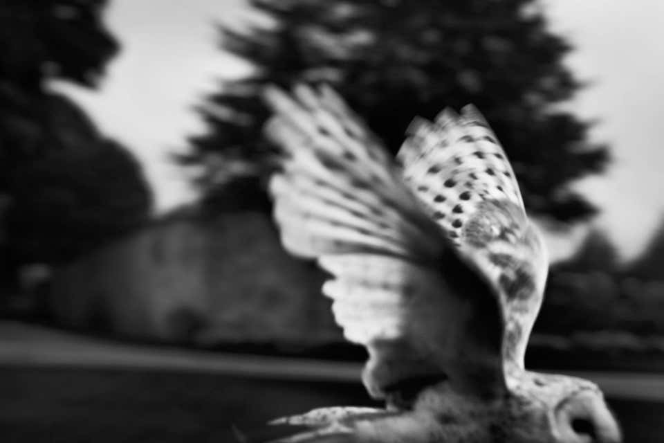 Black And White Photography At 1stDibs Black And White Nudes Black black-and-white-photography-at-1stdibs-black-and-white-nudes-black