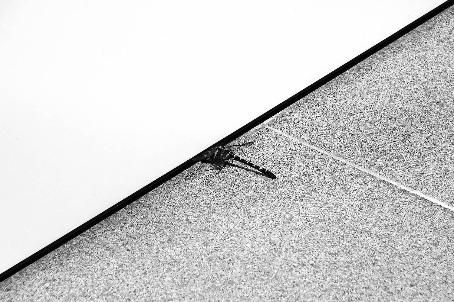 Brian Pearson Black and White Photograph - Dragonfly at Omotesando Chanel Boutique, Tokyo, 2015
