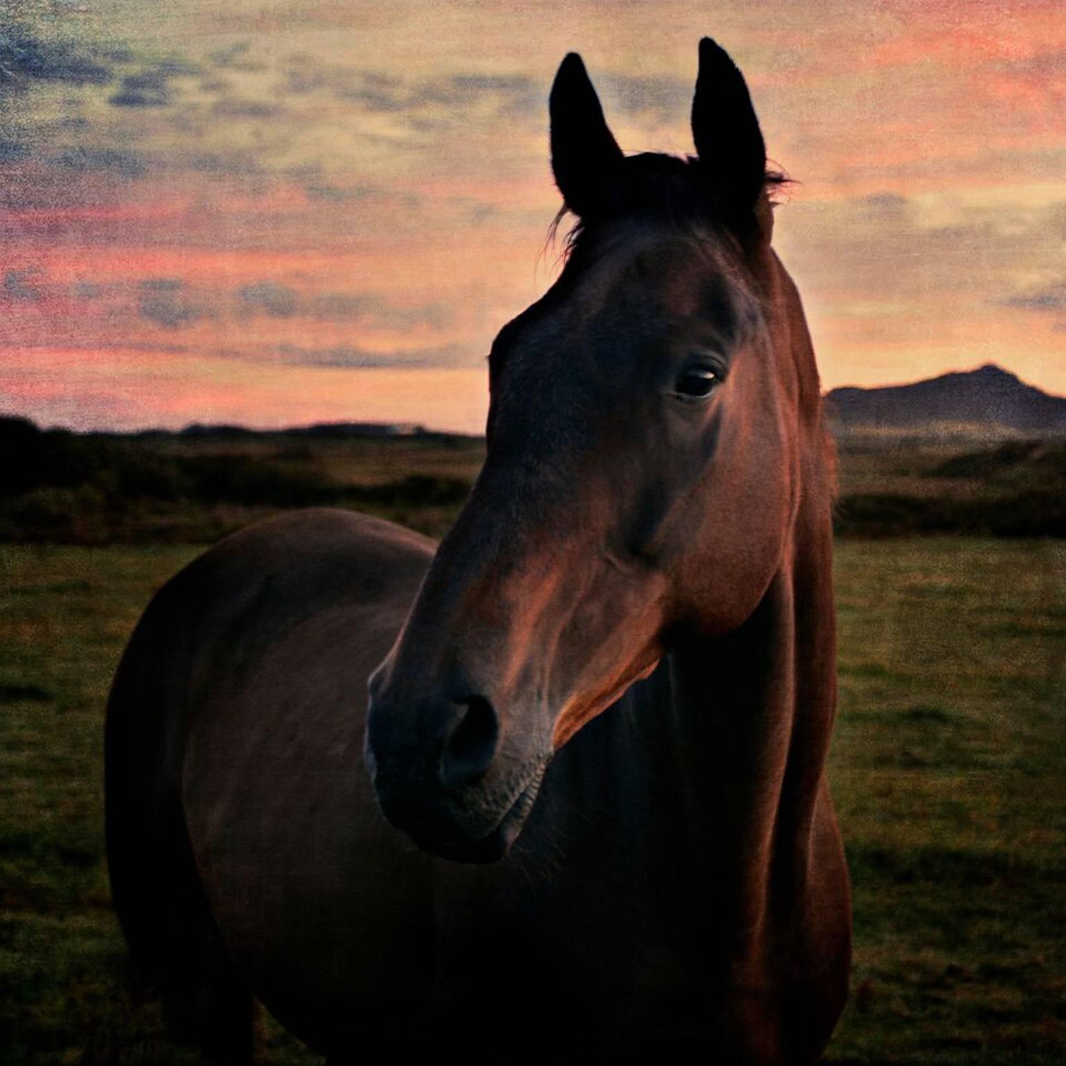 Pete Kelly Color Photograph - Pembrokeshire Horse