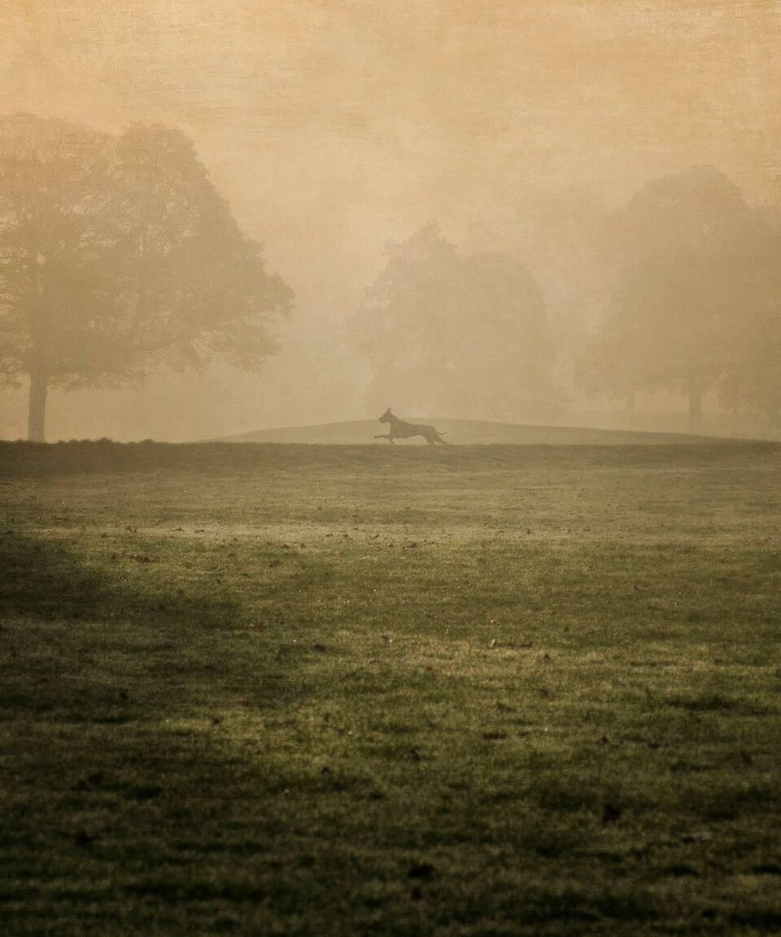 Pete Kelly Landscape Photograph - Great Dane Silhouette, Cheshire, England, 2015