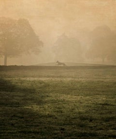 Great Dane Silhouette, Cheshire, England, 2015