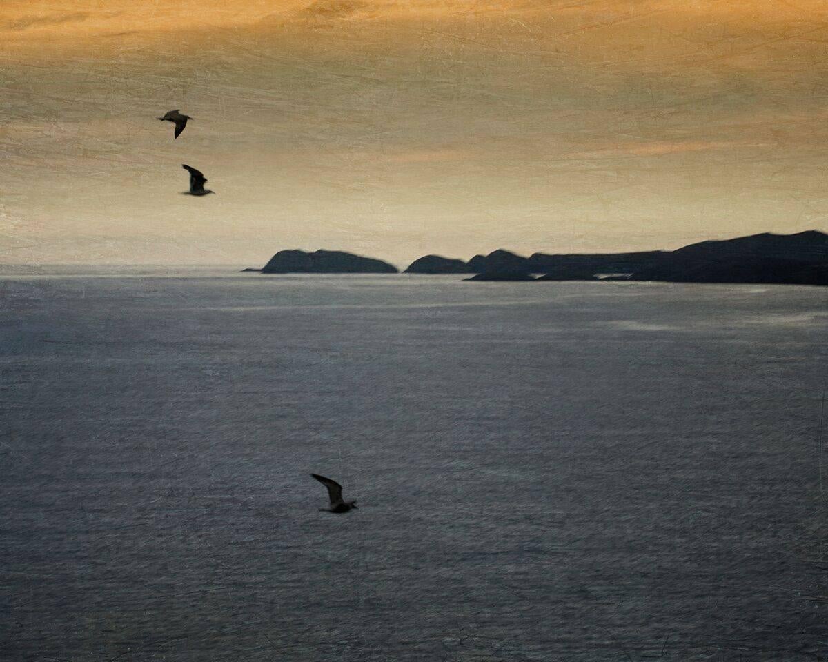Pete Kelly Landscape Photograph - Pembrokeshire Seagulls