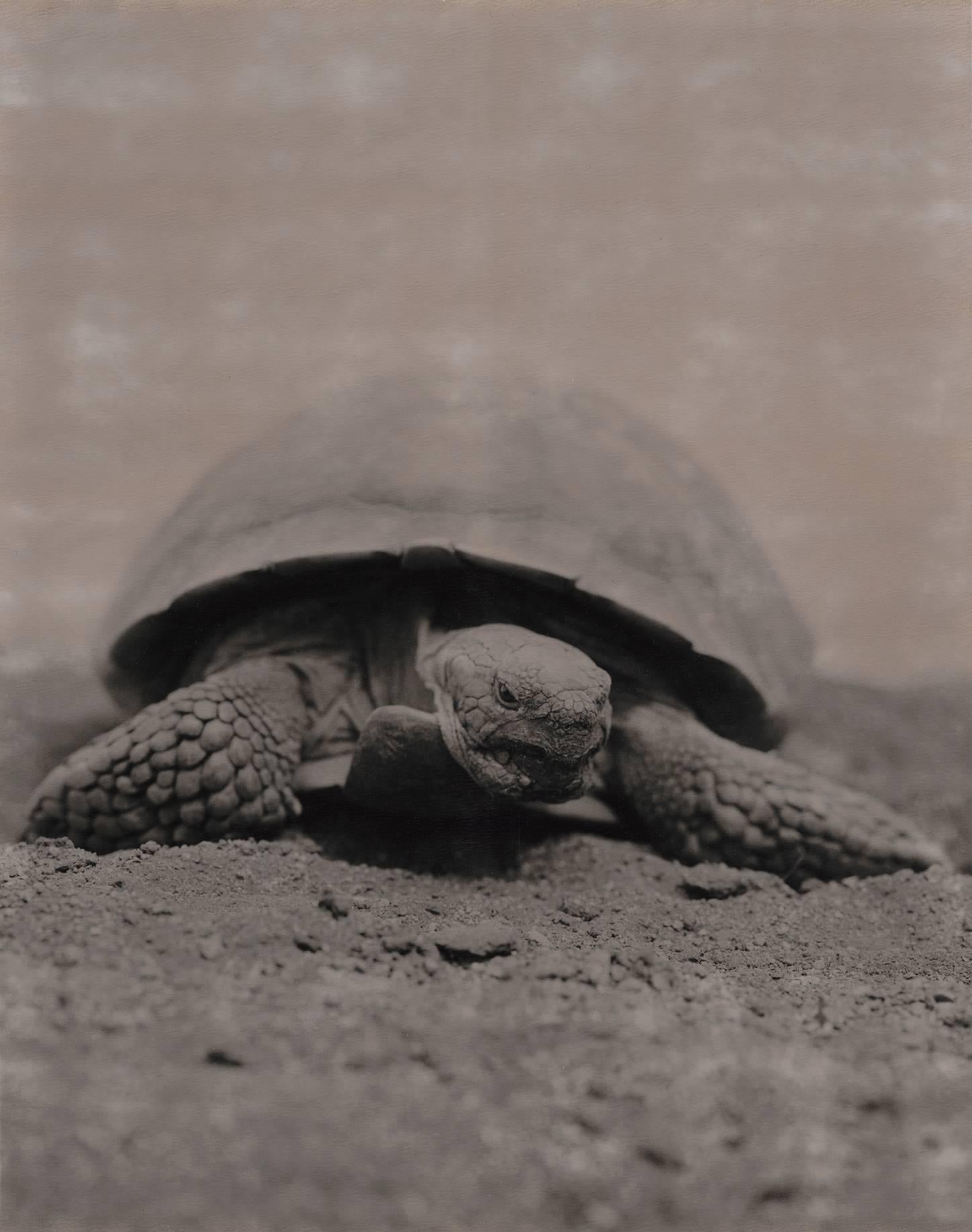 Landschildkröte