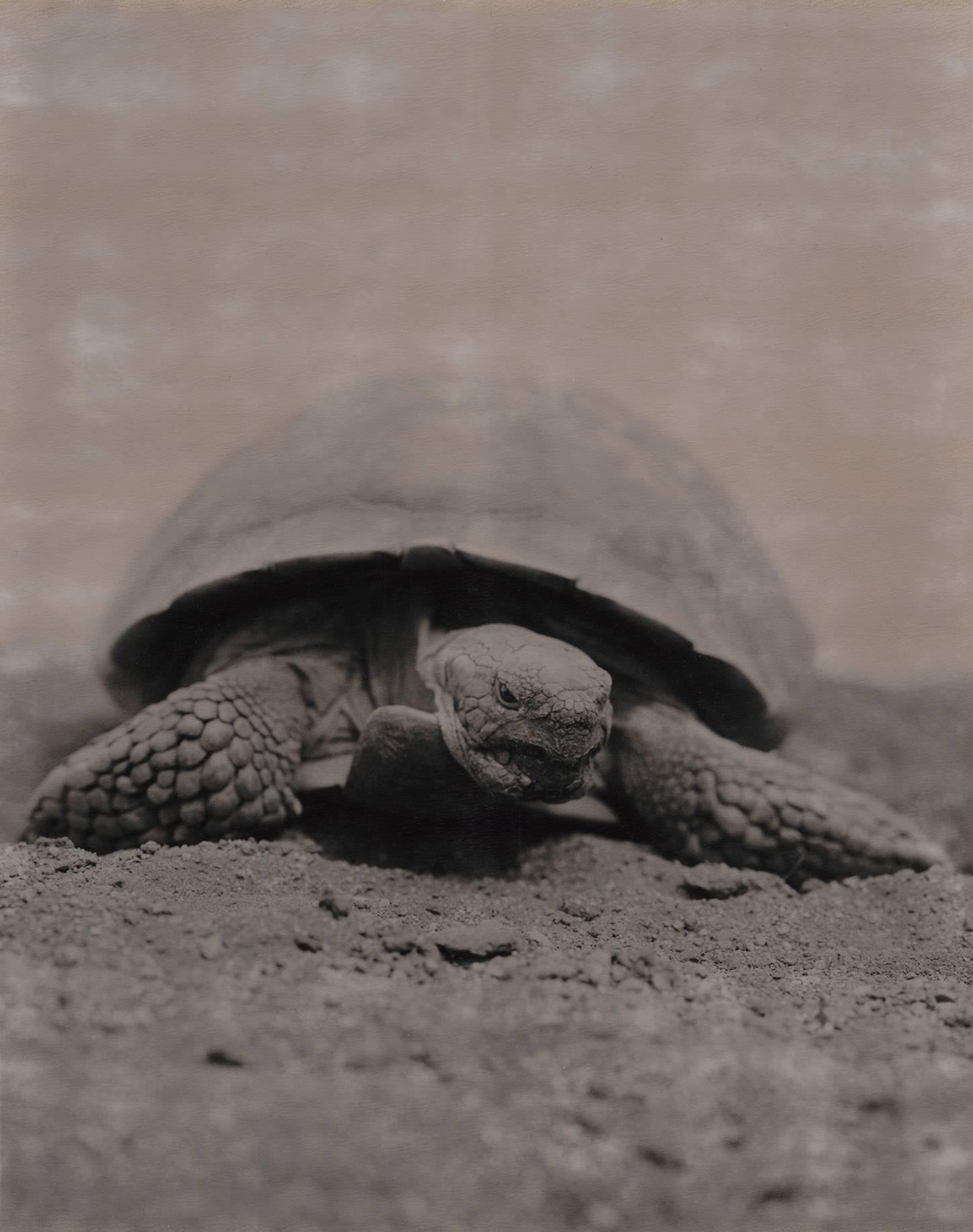 Jose Picayo Black and White Photograph - Tortoise 