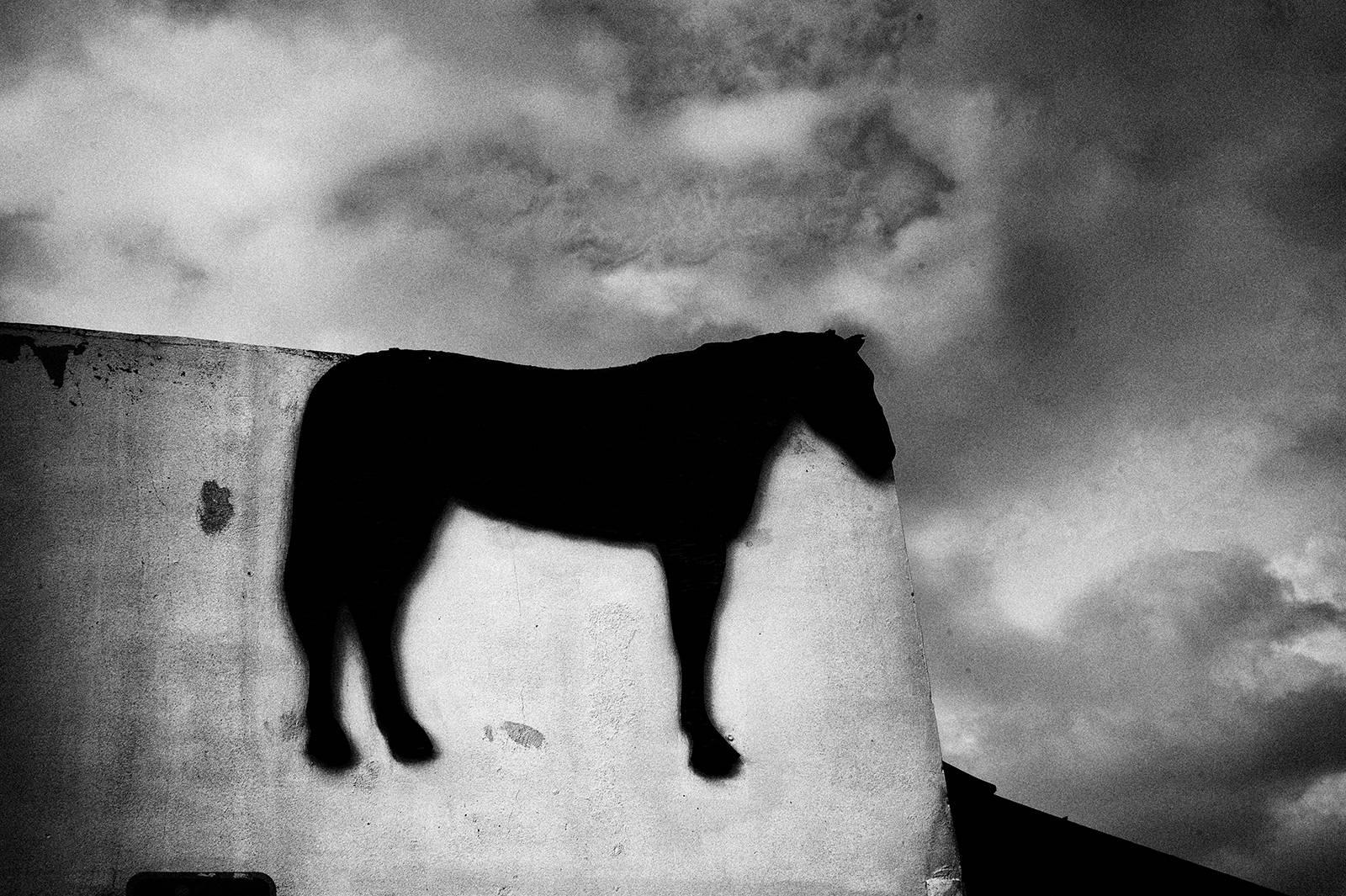 David Saxe Black and White Photograph - Floating Horse