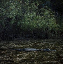 American Alligator, Turner River, Big Cypress National Preserve, FL