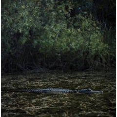 American Alligator, Turner River, Big Cypress National Preserve, FL 7