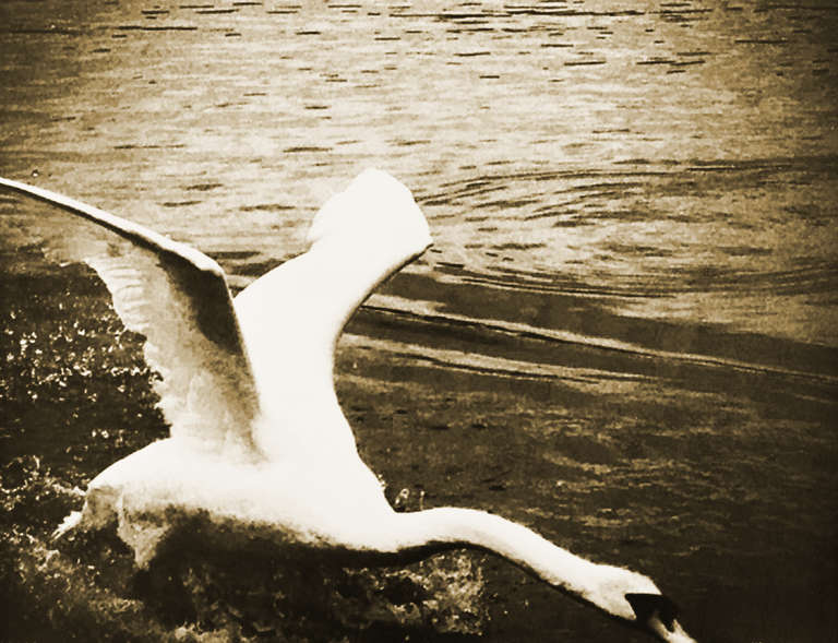 Cisne de estanque de verano - Photograph de Patricia Heal