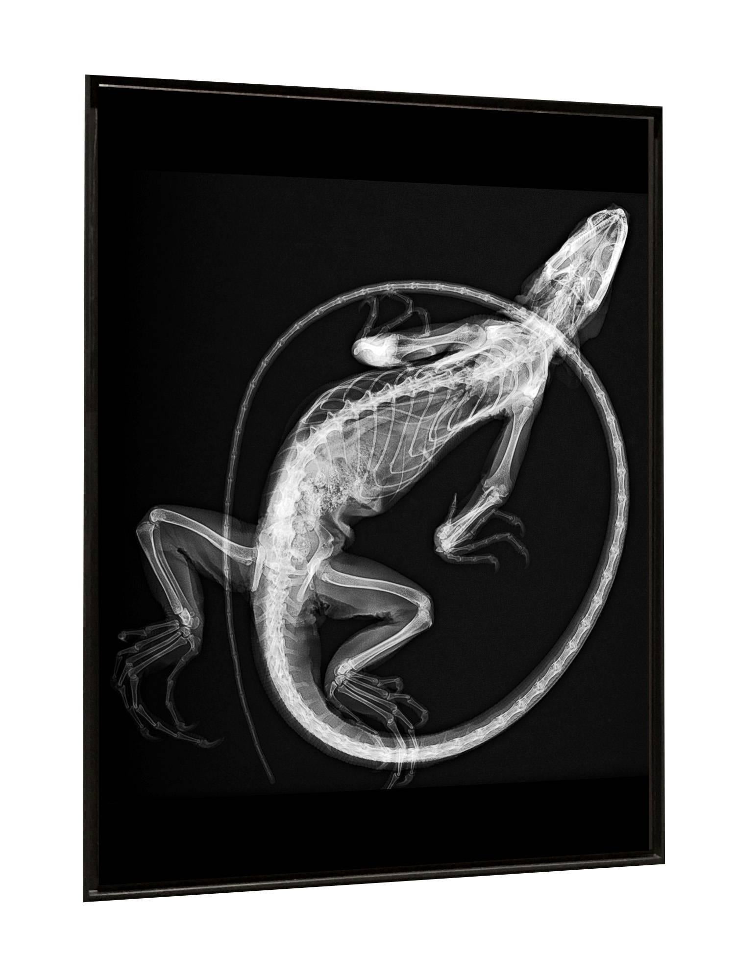 Iguana - Photograph di Steve Miller