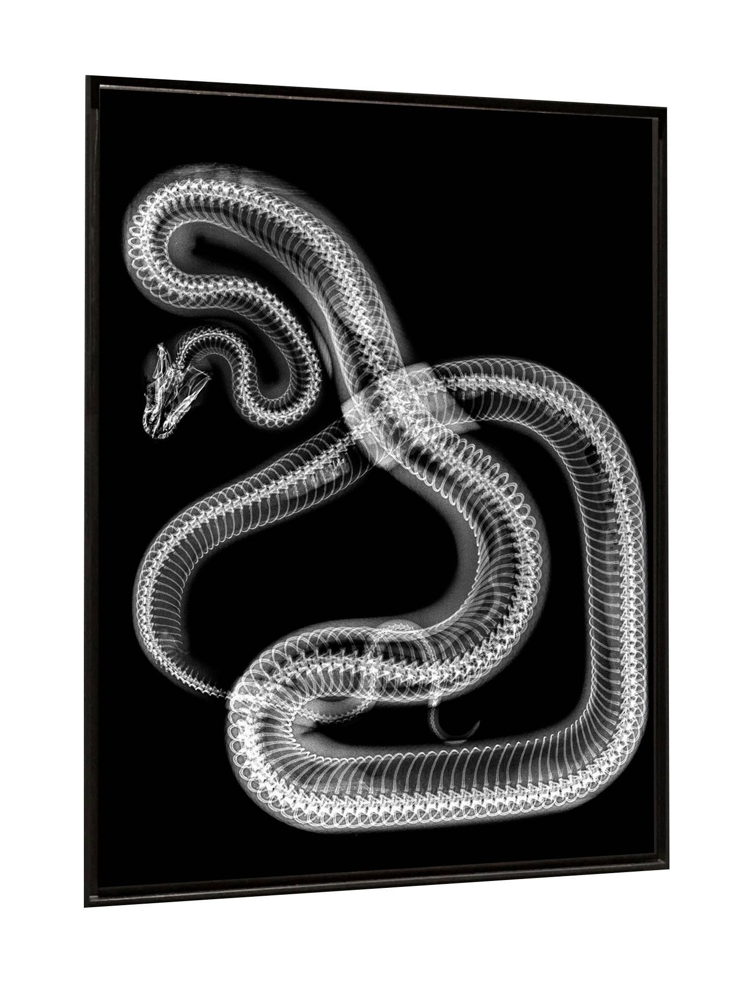 Schlange – Photograph von Steve Miller