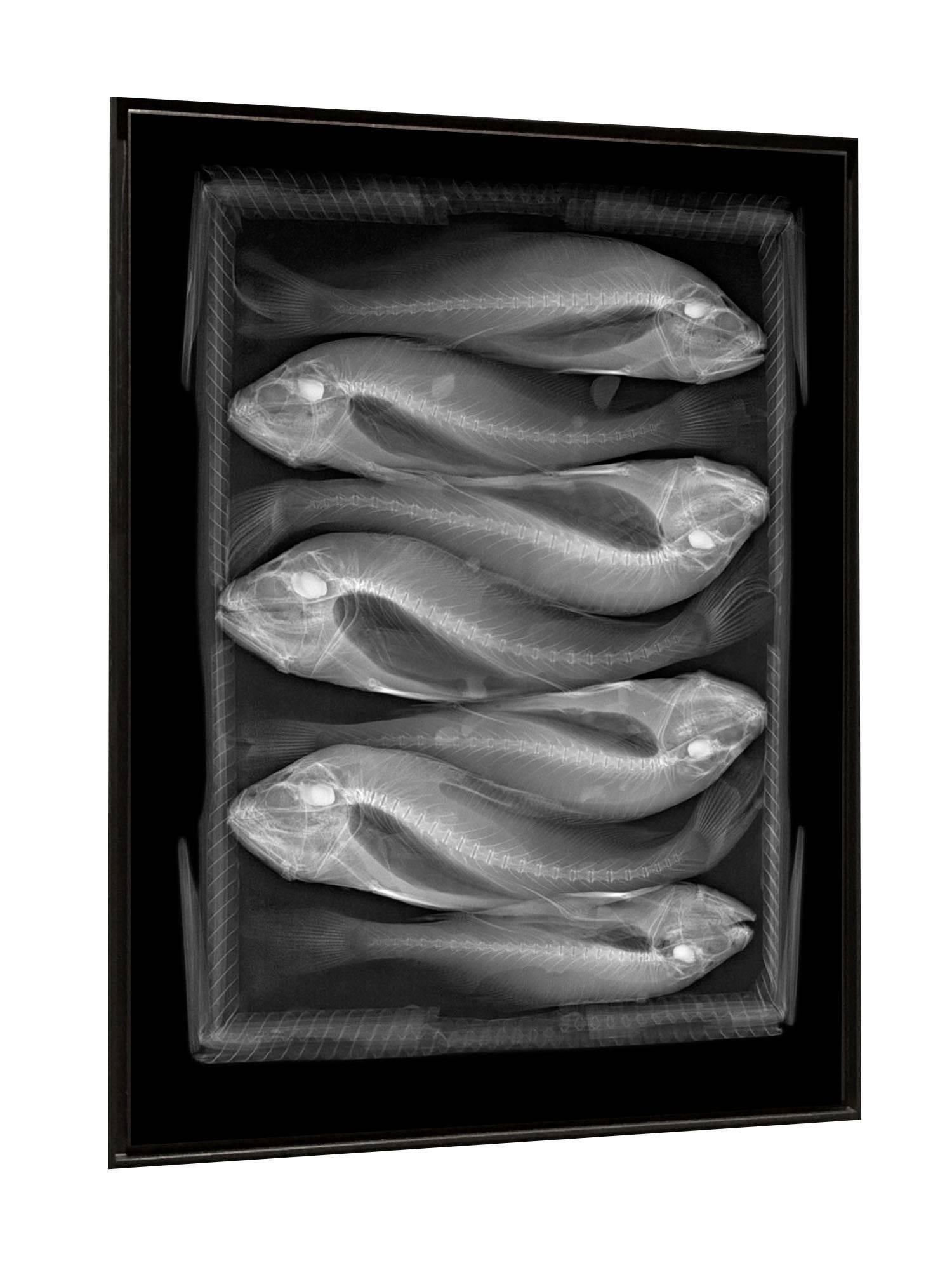 Fish Box - Photograph by Steve Miller