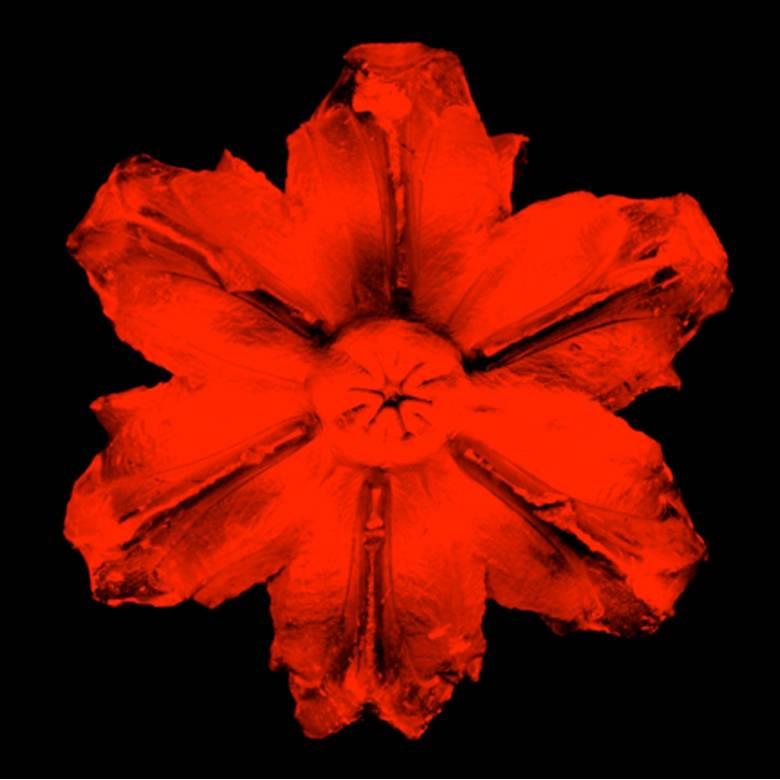 Power Flower N - 1 (Rot auf Schwarz) – Mixed Media Art von Rubem Robierb